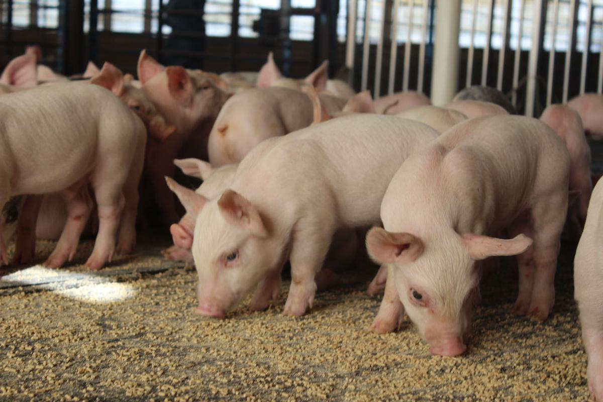 Nova tecnologia em probióticos para leitões dispensa uso de antibióticos