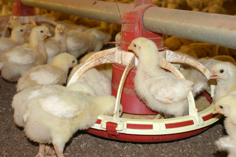 Microbiomas projetados permitem “frango verde” sem perda de produção e com redução de custo